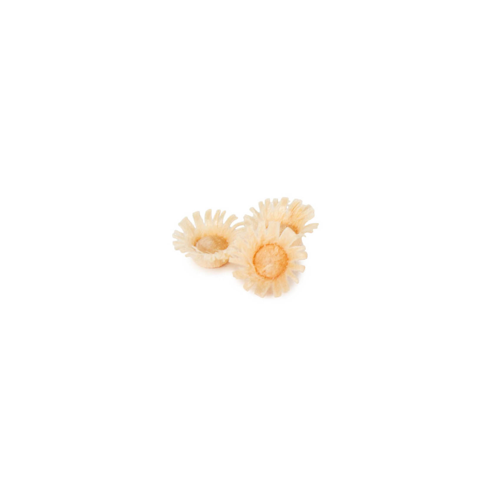 Three small, dried flower heads with beige petals and orange centers, each about 12mm in diameter. im Dregeno Online Shop günstig kaufen