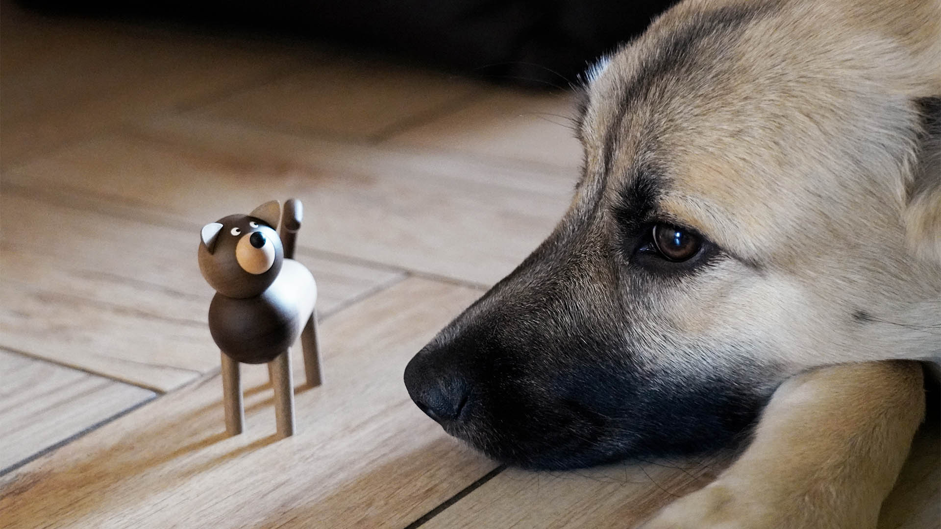 Hund