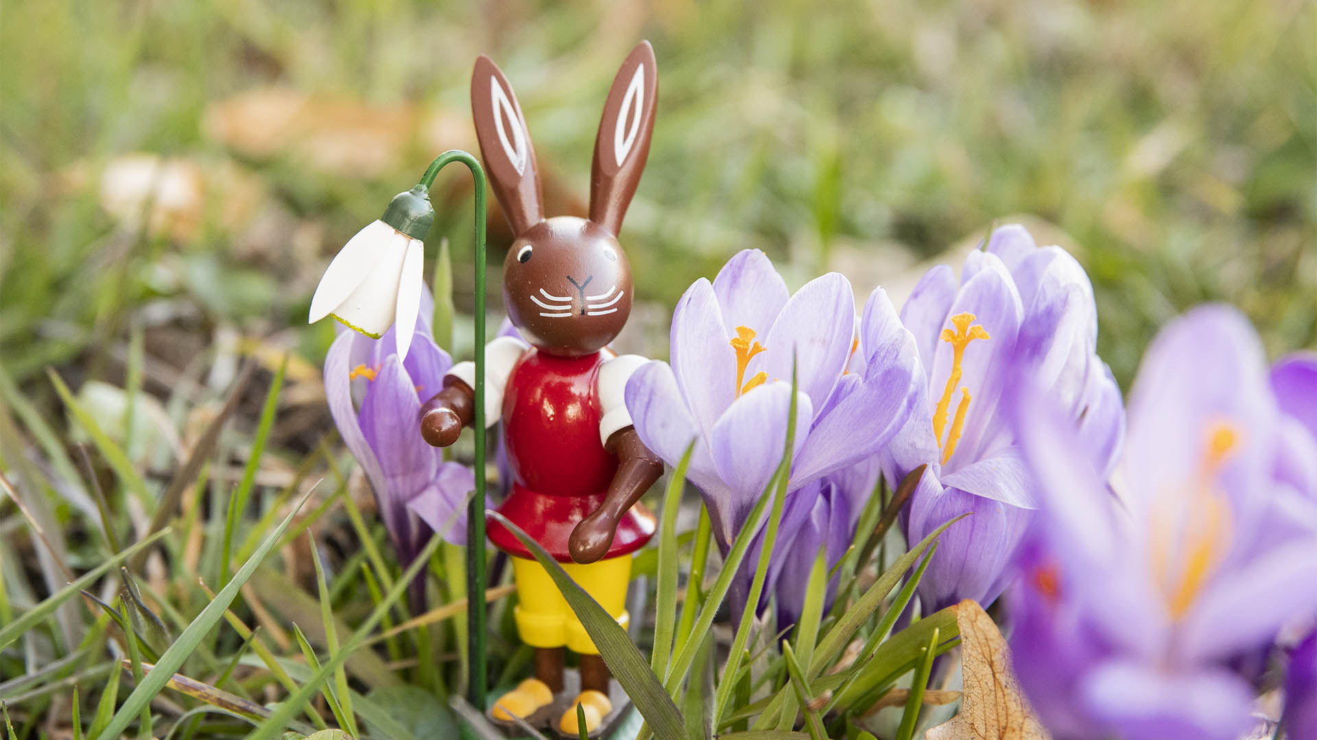 Osterhase mit Schneeglöckchen