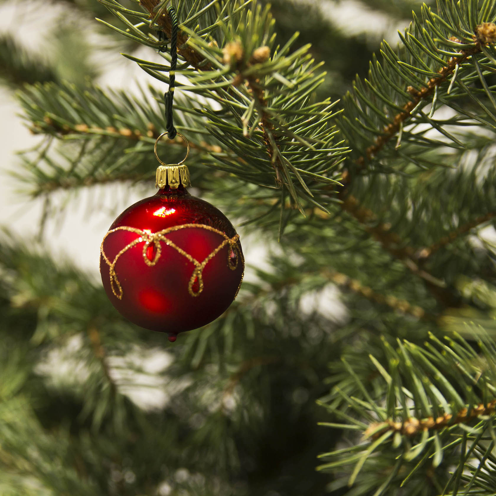 Rote, matte Christbaumkugel mit goldenem Tropfenmuster, hängt an einem grünen Tannenzweig.