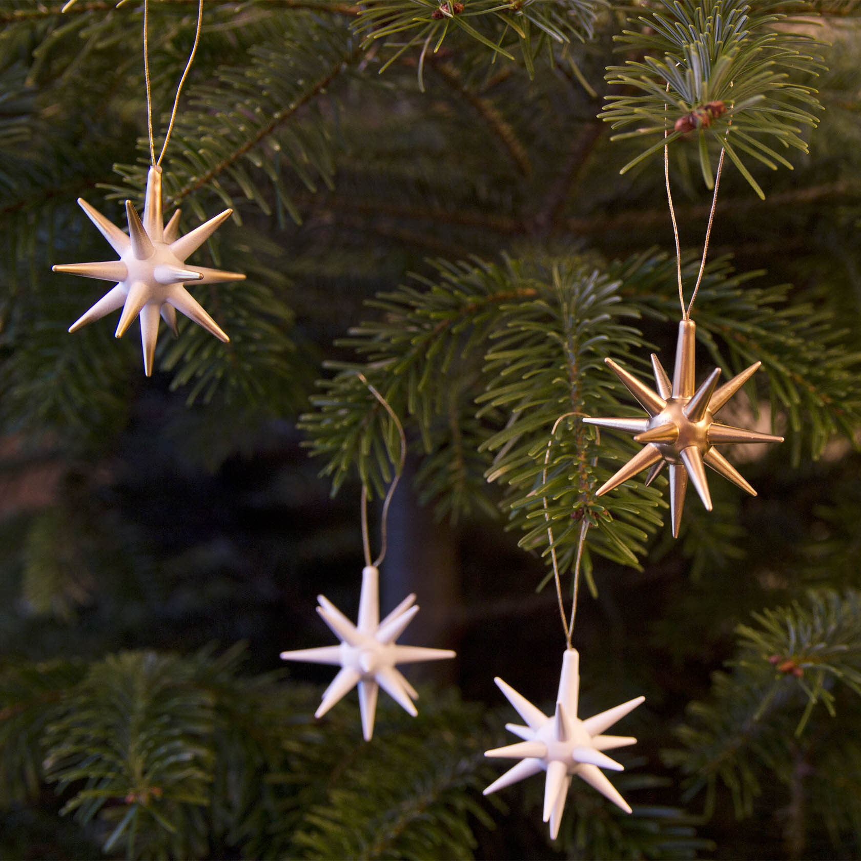Vier goldene und weiße Weihnachtssterne aus Stroh hängen an einem grünen Tannenbaum.