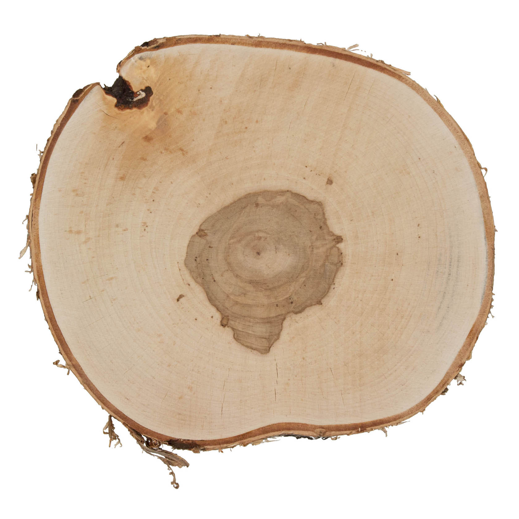 Holzscheibe einer Birke mit sichtbaren Jahresringen, Durchmesser etwa 25-28 cm, Höhe 2 cm. im Dregeno Online Shop günstig kaufen